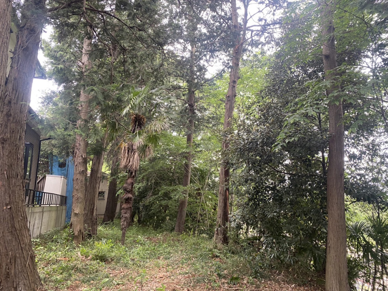 埼玉県東松山市個人様宅 枯木倒木伐採工事 完了