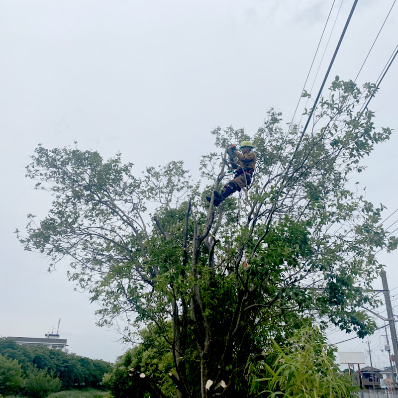 久喜市 鉄道沿い伐採工事 作業中