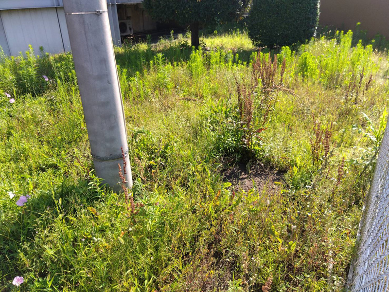 埼玉県狭山市内某スーパー 緑地整備工事 着工前