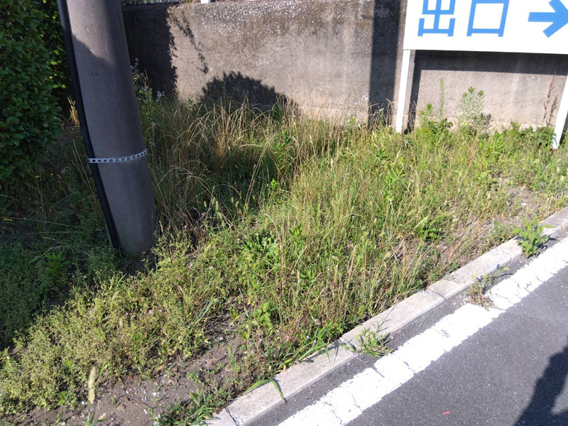 埼玉県狭山市内某スーパー 緑地整備工事 着工前