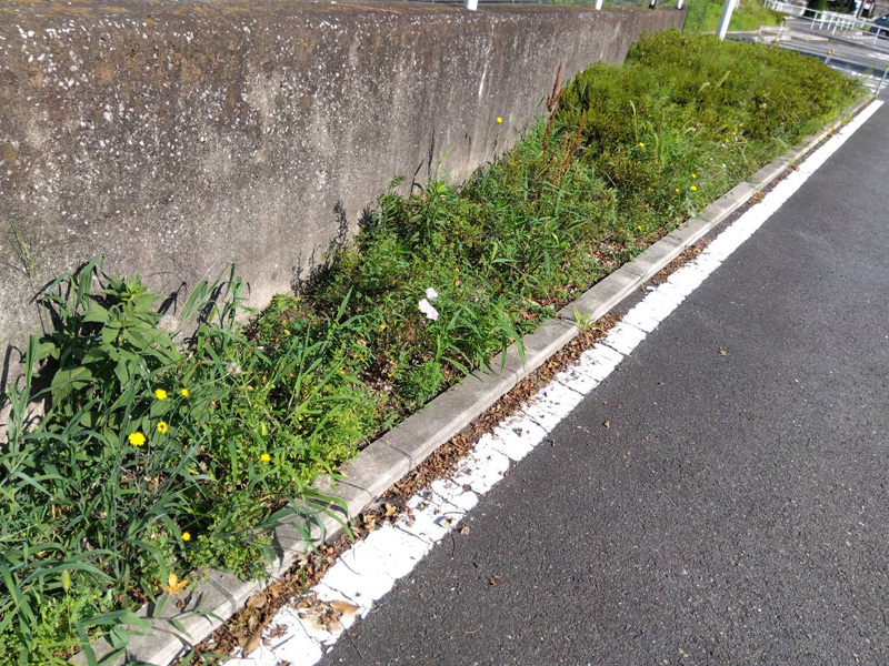 埼玉県狭山市内某スーパー 緑地整備工事 着工前