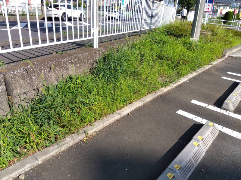 埼玉県狭山市内某スーパー 緑地整備工事 着工前