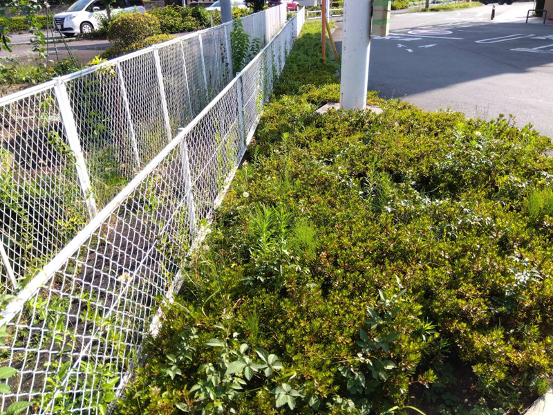 埼玉県狭山市内某スーパー 緑地整備工事 着工前