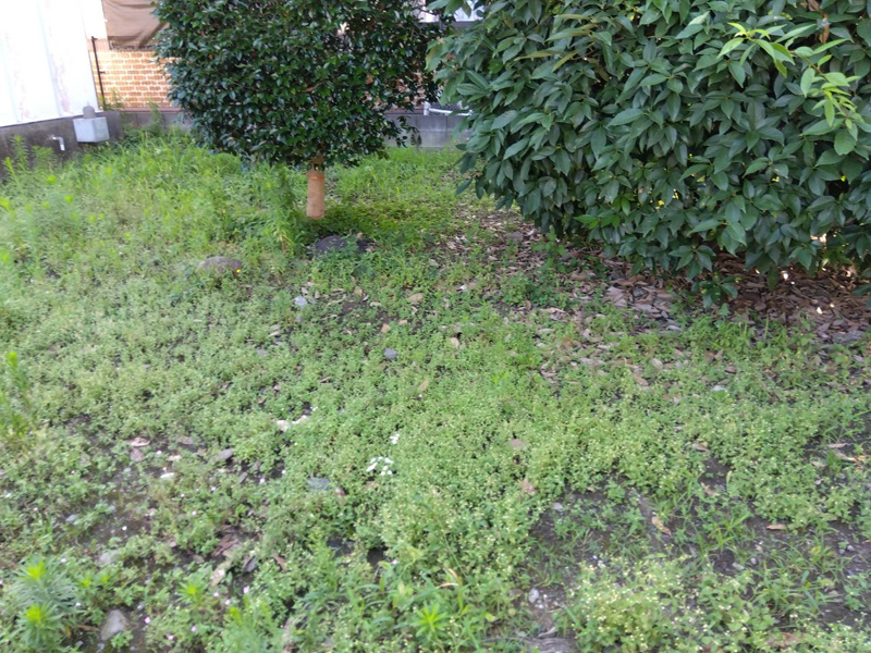 埼玉県狭山市内某スーパー 緑地整備工事 着工前