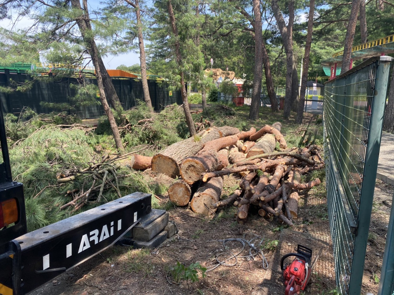 埼玉県 某遊園施設 伐採工事 作業中
