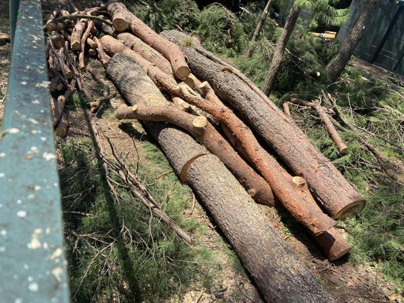 埼玉県 某遊園施設 伐採工事 作業中