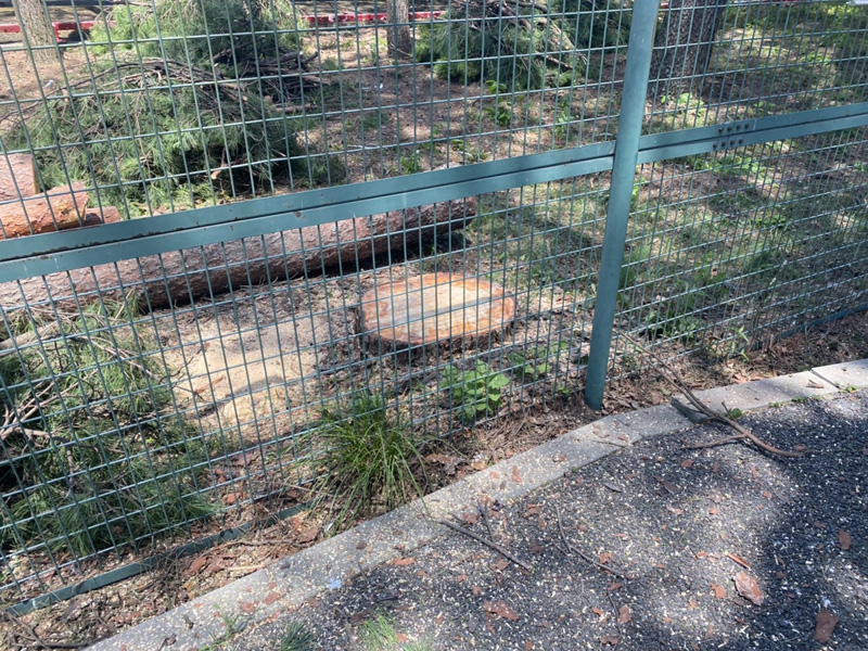 埼玉県 某遊園施設 伐採工事 完了