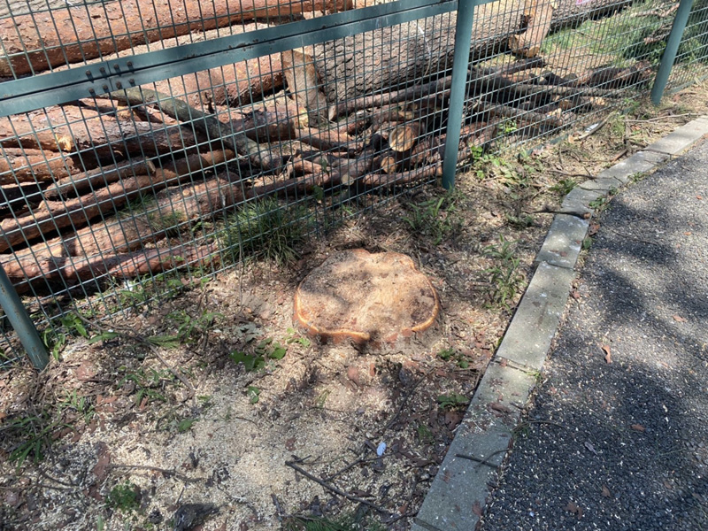 埼玉県 某遊園施設 伐採工事 完了