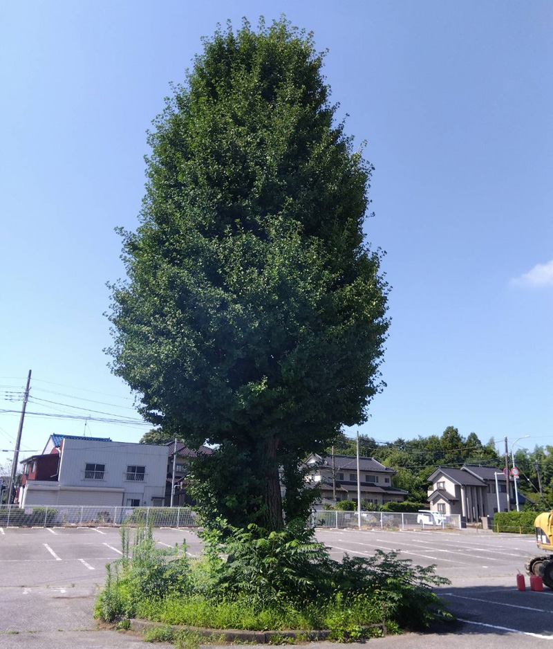 埼玉県 某遊園施設 伐採工事 着工前