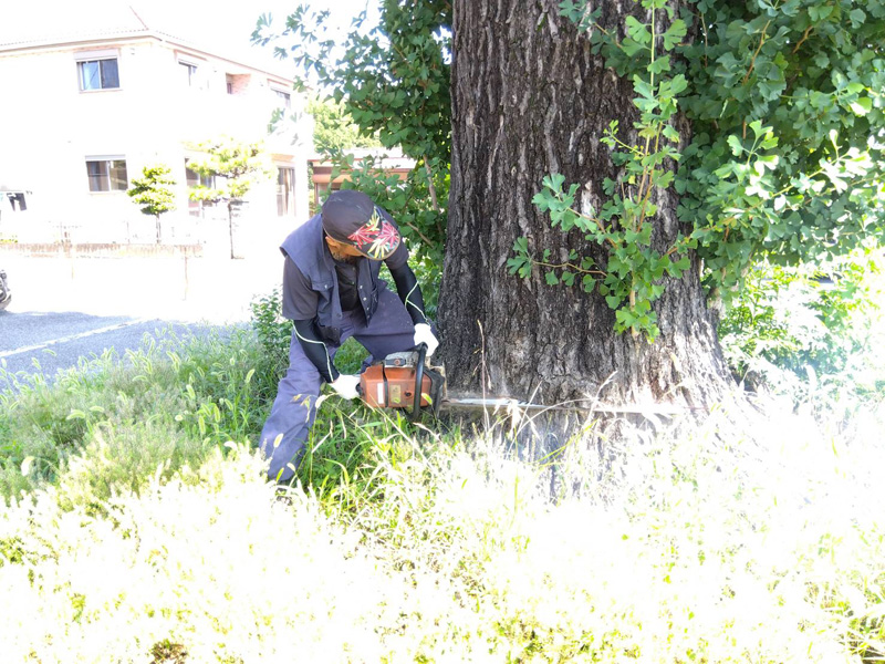 埼玉県 某遊園施設 伐採工事 作業中
