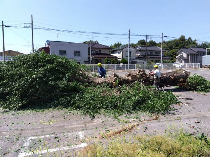 埼玉県 某遊園施設 伐採工事 作業中