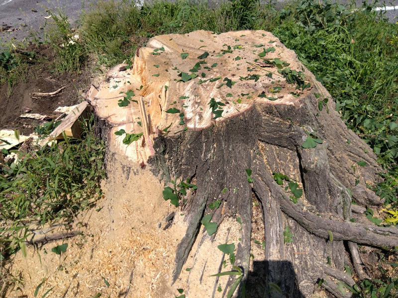 埼玉県 某遊園施設 伐採工事 作業中