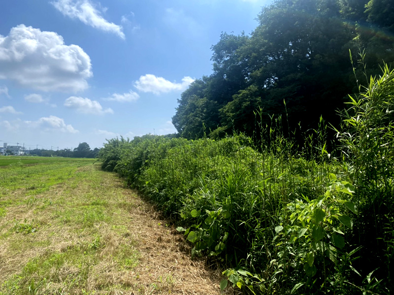 埼玉県東松山市 篠伐採除根工事 着工前