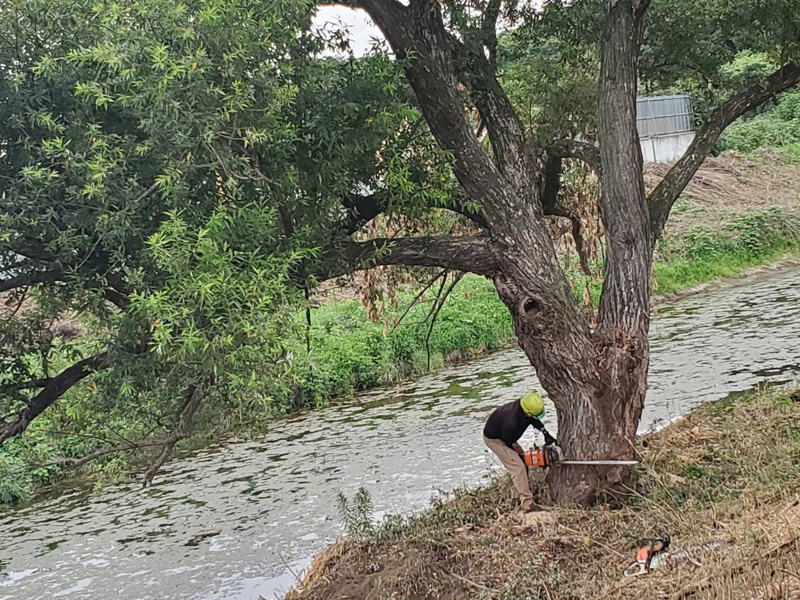 埼玉県東松山市大規模河川工事 樹木伐採 作業中