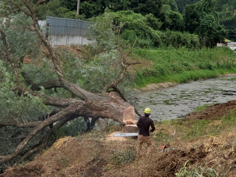 埼玉県東松山市大規模河川工事 樹木伐採 作業中