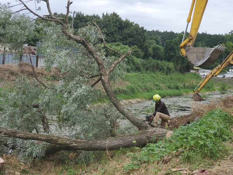 埼玉県東松山市大規模河川工事 樹木伐採 作業中