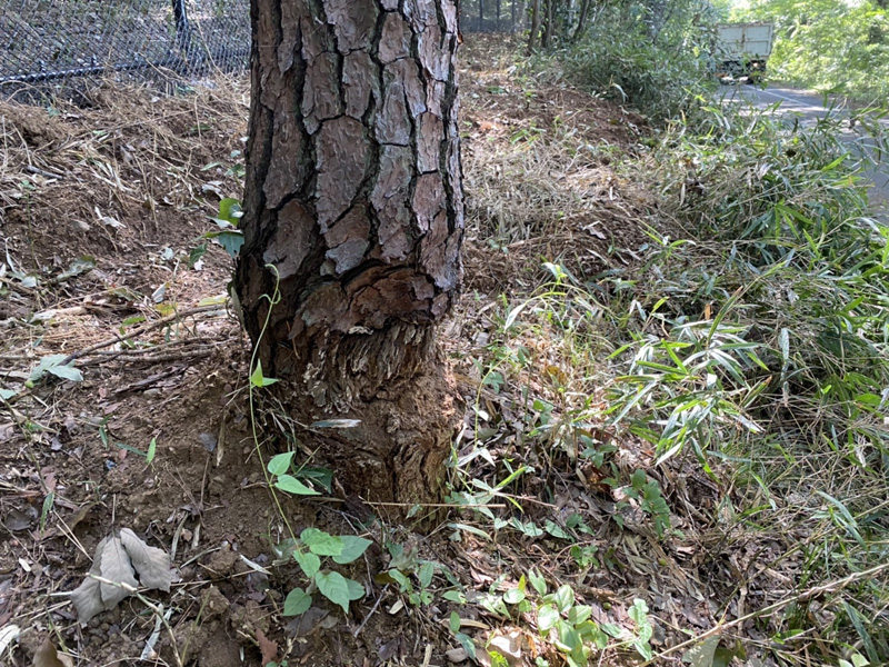 埼玉県東松山市内動物園 伐採工事