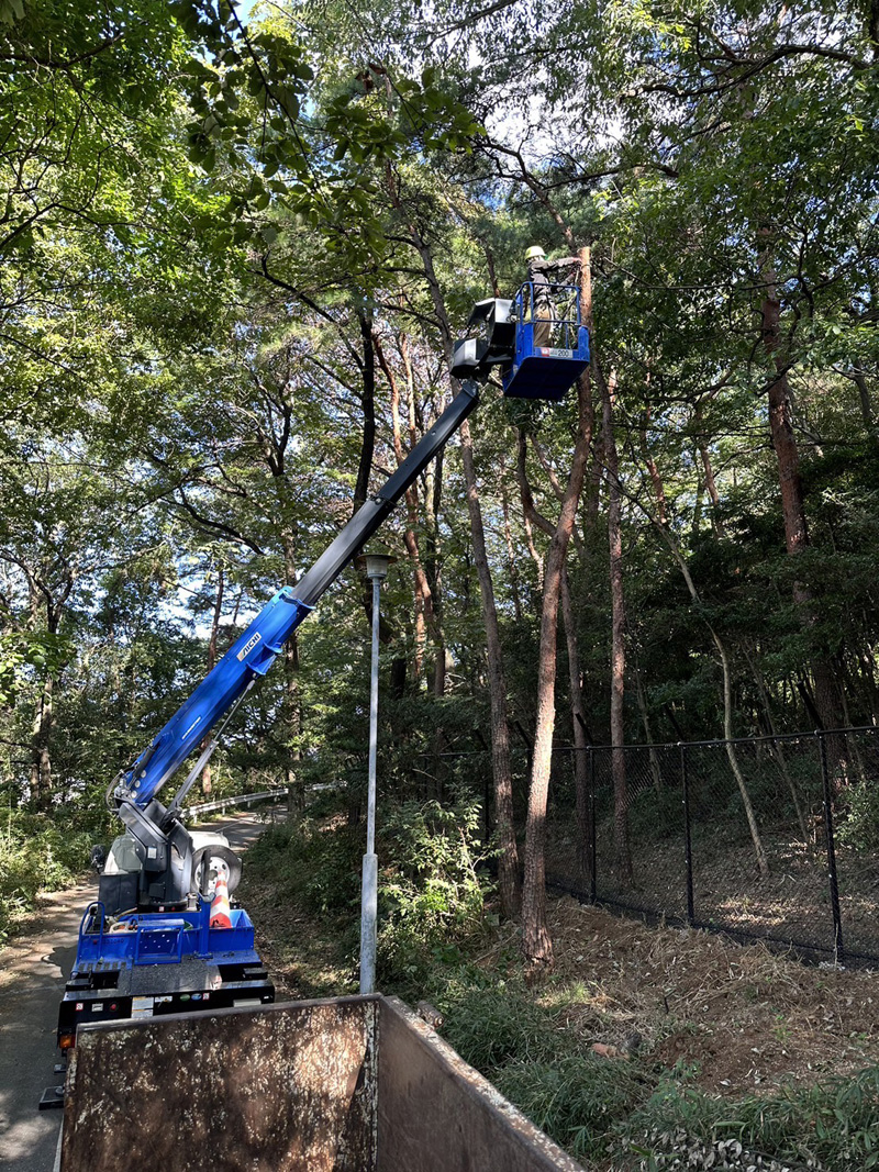 埼玉県東松山市内動物園 伐採工事 作業中