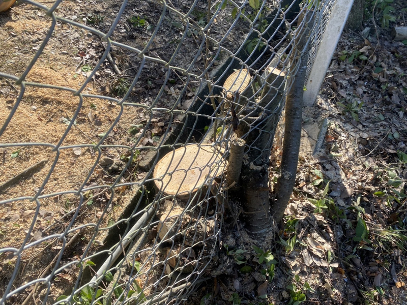 埼玉県東松山市内動物園 伐採工事 完了