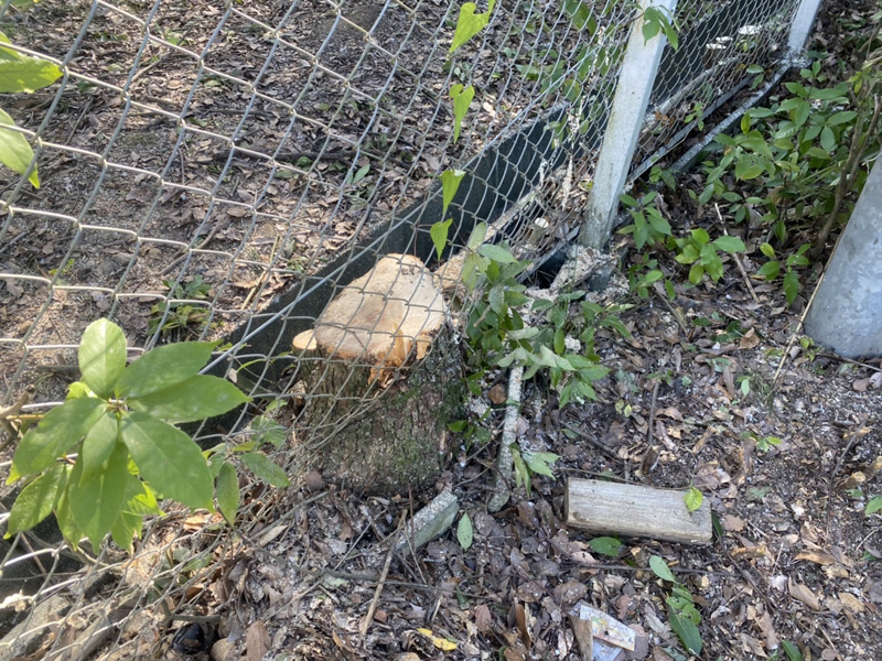 埼玉県東松山市内動物園 伐採工事 完了