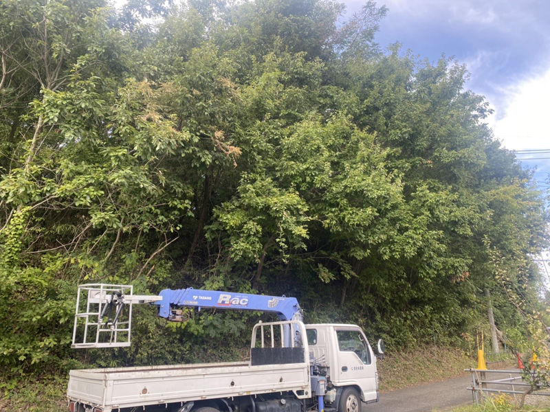 埼玉県比企郡吉見町 某公園 剪定工事 着工前