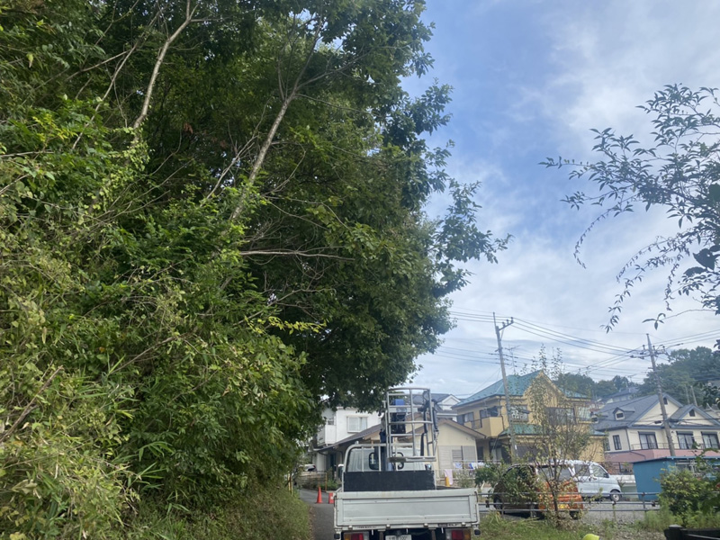 埼玉県比企郡吉見町 某公園 剪定工事 着工前