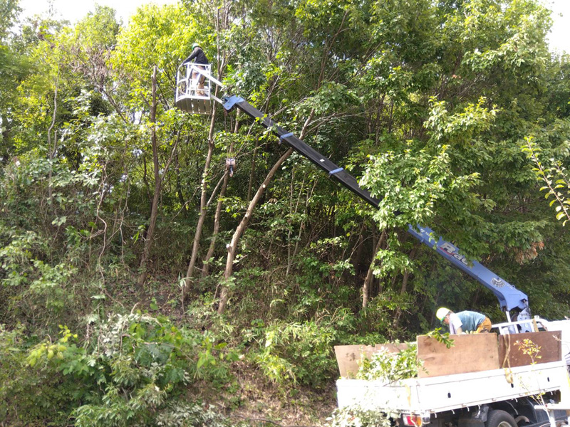 埼玉県比企郡吉見町 某公園 剪定工事 作業中
