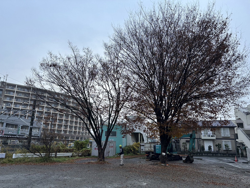 埼玉県蓮田市 けやき伐採工事 着工前