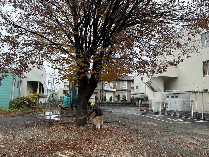 埼玉県蓮田市 けやき伐採工事 作業中