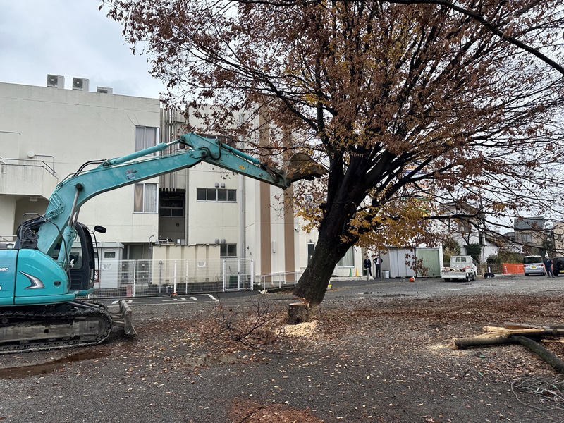 埼玉県蓮田市 けやき伐採工事 作業中