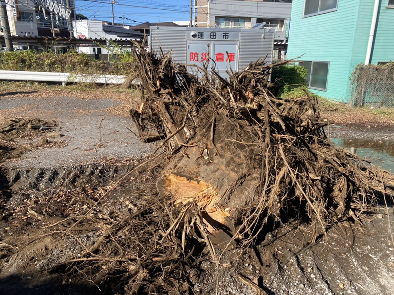 埼玉県蓮田市 けやき伐採工事 作業中