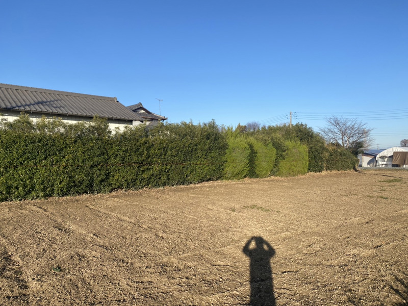 埼玉県比企郡吉見町 個人様宅生垣伐採工事 着工前