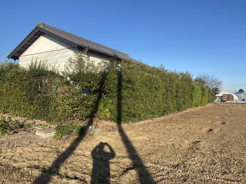 埼玉県比企郡吉見町 個人様宅生垣伐採工事 着工前