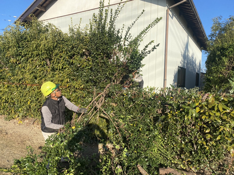 埼玉県比企郡吉見町 個人様宅生垣伐採工事 作業中