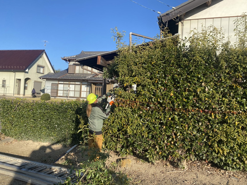 埼玉県比企郡吉見町 個人様宅生垣伐採工事 作業中