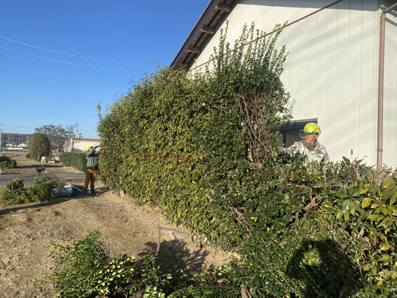 埼玉県比企郡吉見町 個人様宅生垣伐採工事 作業中