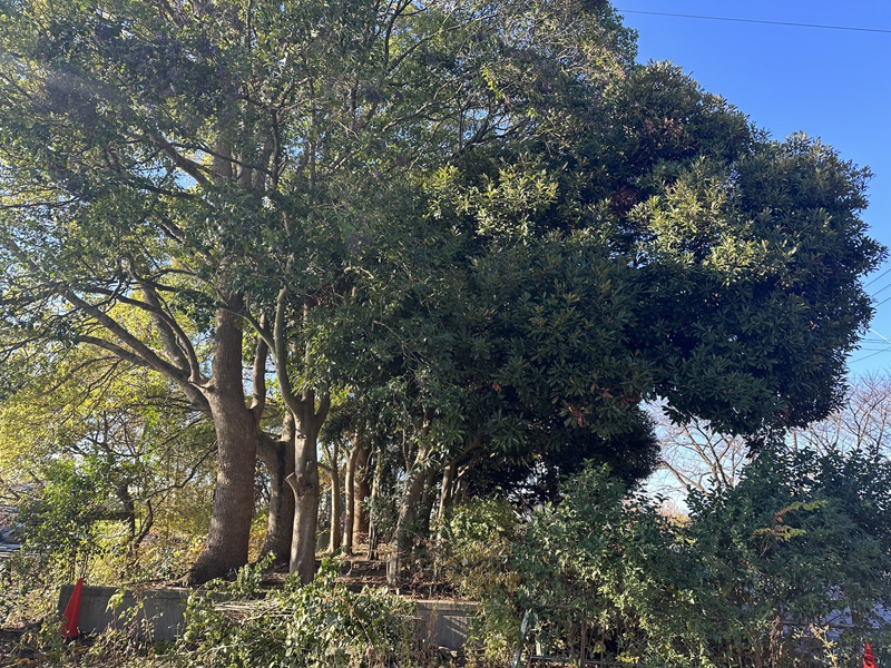 埼玉県久喜市内 伐採工事 着工前