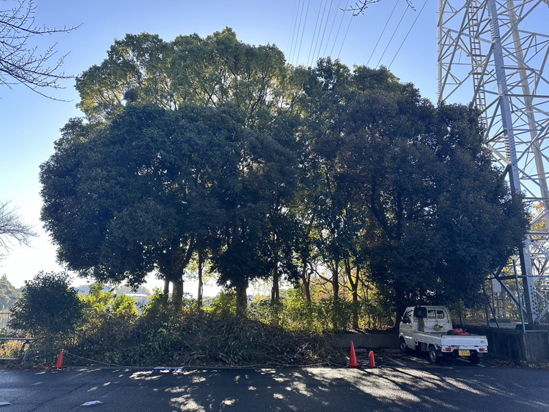 埼玉県久喜市内 伐採工事 着工前