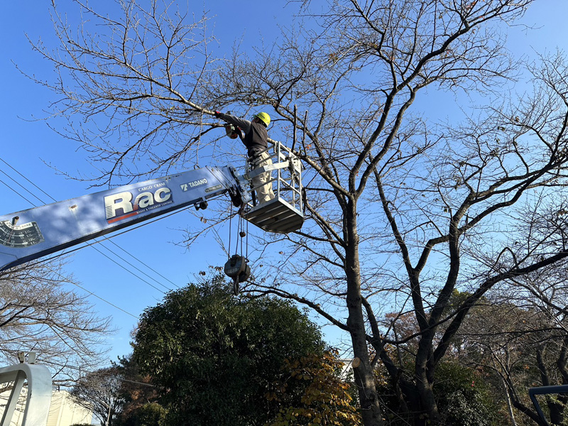 埼玉県久喜市内 伐採工事 作業中