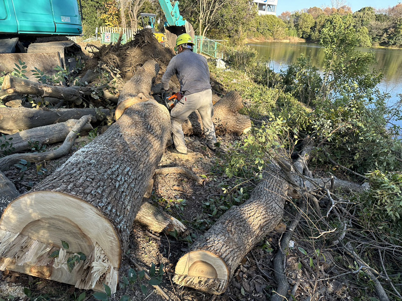 埼玉県久喜市内 伐採工事 作業中