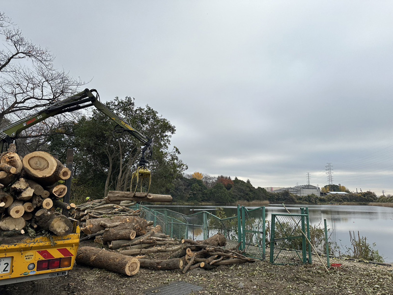 埼玉県久喜市内 伐採工事 作業中
