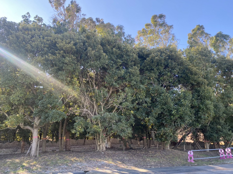 埼玉県桶川市 浄水場内 伐採工事 着工前