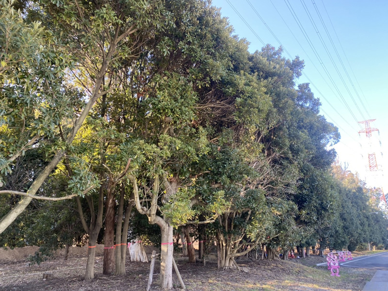 埼玉県桶川市 浄水場内 伐採工事 着工前