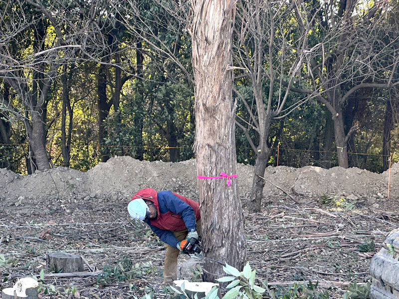 埼玉県桶川市 浄水場内 伐採工事 作業中