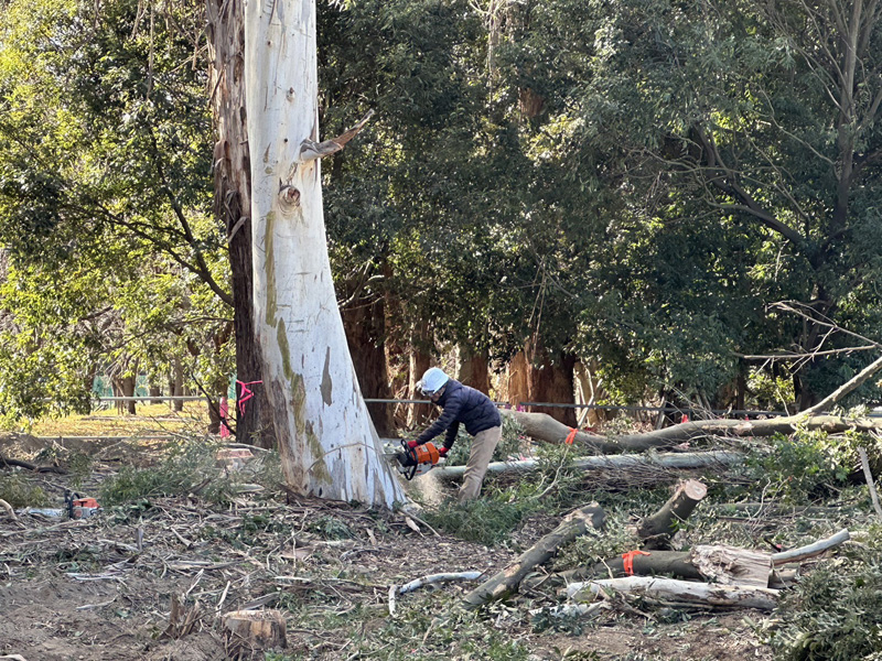 埼玉県桶川市 浄水場内 伐採工事 作業中