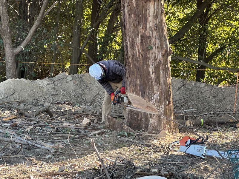埼玉県桶川市 浄水場内 伐採工事 作業中