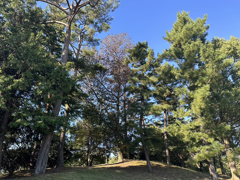 埼玉県東松山市内ゴルフ場 伐採工事 着工前