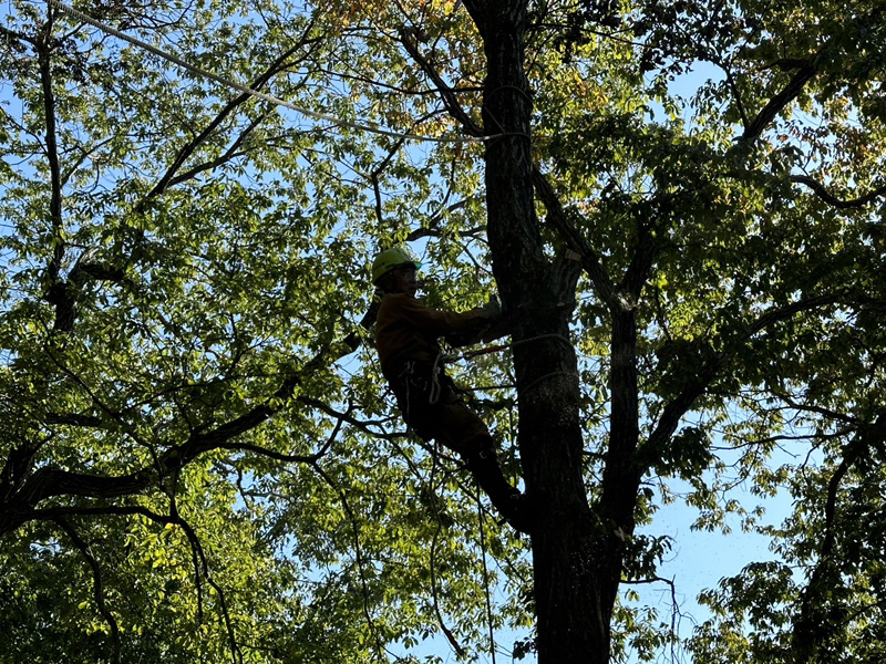 埼玉県東松山市内ゴルフ場 伐採工事 作業中