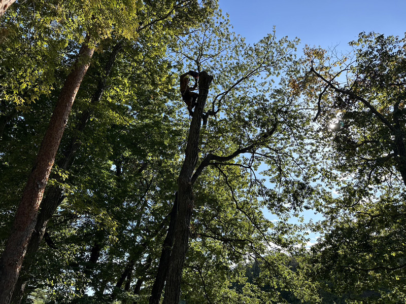 埼玉県東松山市内ゴルフ場 伐採工事 作業中