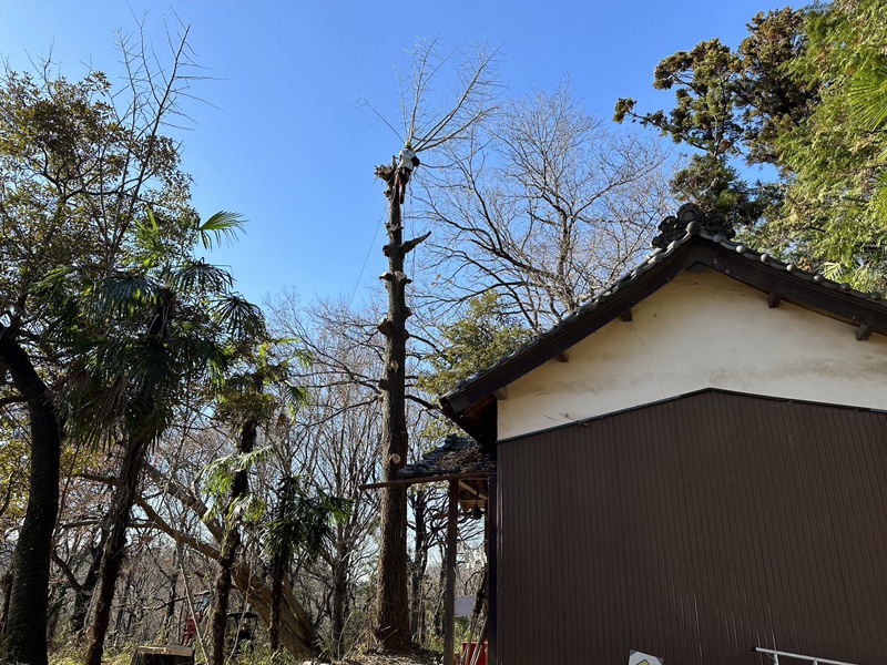 埼玉県比企郡吉見町 伐採工事 作業中